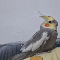 عروس هلندی سخنگو ( 8 کلمه به بالا ) کاملا رام دستی