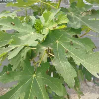 کندو عسل و لباس زنبورداری