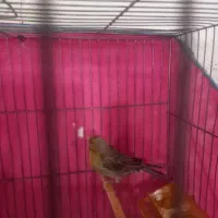 قناری|پرنده|قم, ولیعصر|دیوار