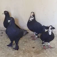 پلنگ در پرنده