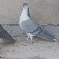 ۱ عددجوجه بدرنگ کناری تر