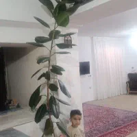 گل  آپارتمانی