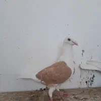 دوکت المانی