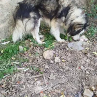 سگ هاسکی|سگ|استهبان, |دیوار