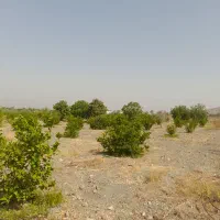 باغ|خدمات باغبانی و درختکاری|باقرشهر, |دیوار