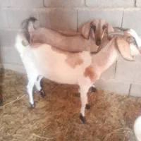 سیب سوران