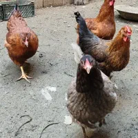 فروش 6 عدد مرغ محلی تخم گذار