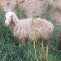 گوسفند ماده