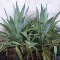 آگاو و کاکتوس