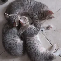 واگذاری رایگان گربه