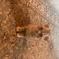 گربه|گربه|چابهار, |دیوار