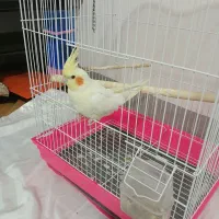 عروس هلندی نر با قفس