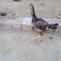 ماکیان
