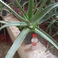 گیاه آلوئه ورا بزرگ دارای بچه