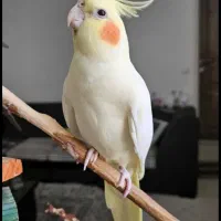 عروس هلندی نروماده