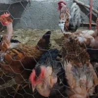 فروش مرغ آمریکایی گردن لخت