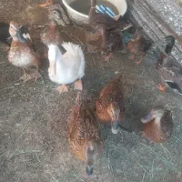 چند عدد اردک نر وماده