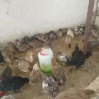فروش جوجه بومی گلپایگانی