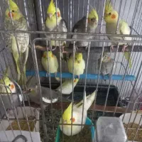 انواع عروس هلندی