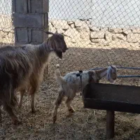 بز و کهره