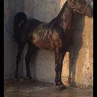 اسب نریان