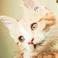 گربه بریتیش