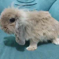 خرگوش لوپ هلندی