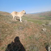 سگ گله|سگ|ایجرود, |دیوار