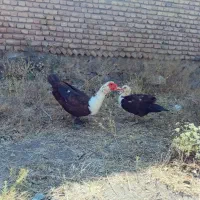 یک جفت اردک اسرائیلی