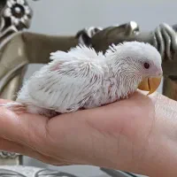 جوجه طوطی برزیلی دستی