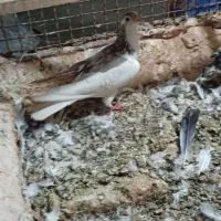کفتر
