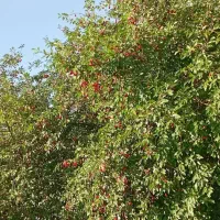 البالو