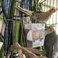 عروس هلندی با قفس