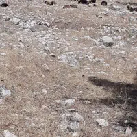 بره نر وماده معاوضه با میش خشک