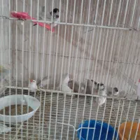 فنچ جوان و بالغ