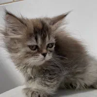 دوماهه|گربه|ساری, |دیوار