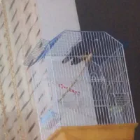 مرغ مینا