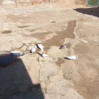 کبوتر|پرنده|شراء, |دیوار