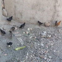 جوجه گلین