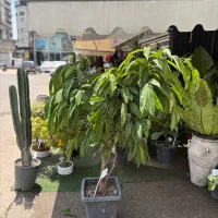 استخدام نیروی خدمات برای گلفروشی