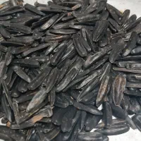 گونه باخان تخمه آفتابگردان قلمی