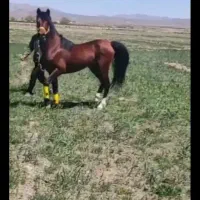 خریدوفروش اسب
