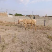 کره دوساله ترکمن