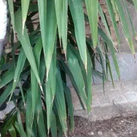 انواع واقسام یوکا بسیار شیک وبزرگ