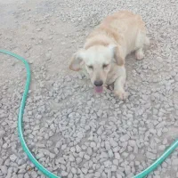 سگ تربیت داده شده