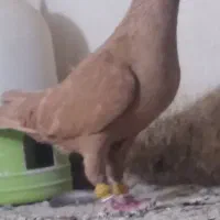 زردپلاکی درکبوتر