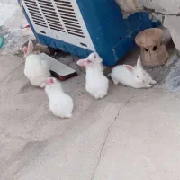 سه عدد بچه خرگوش و یه خرگوش بزرگ ماده