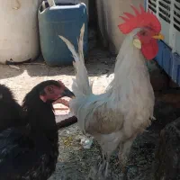 خروس سفید
