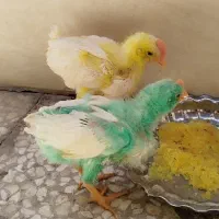 جوجه رنگی