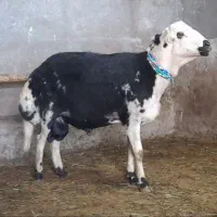 گوسفند زنده